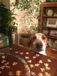 puzzle dog