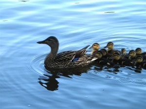 Mother_and_baby_ducks
