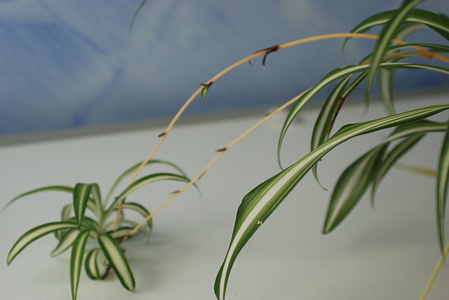 spider-plant