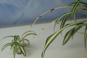 spider-plant