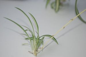 spider_plant2
