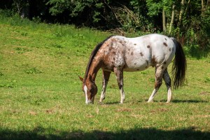 spotted appaloosa horse in white and brown grazes on the green p