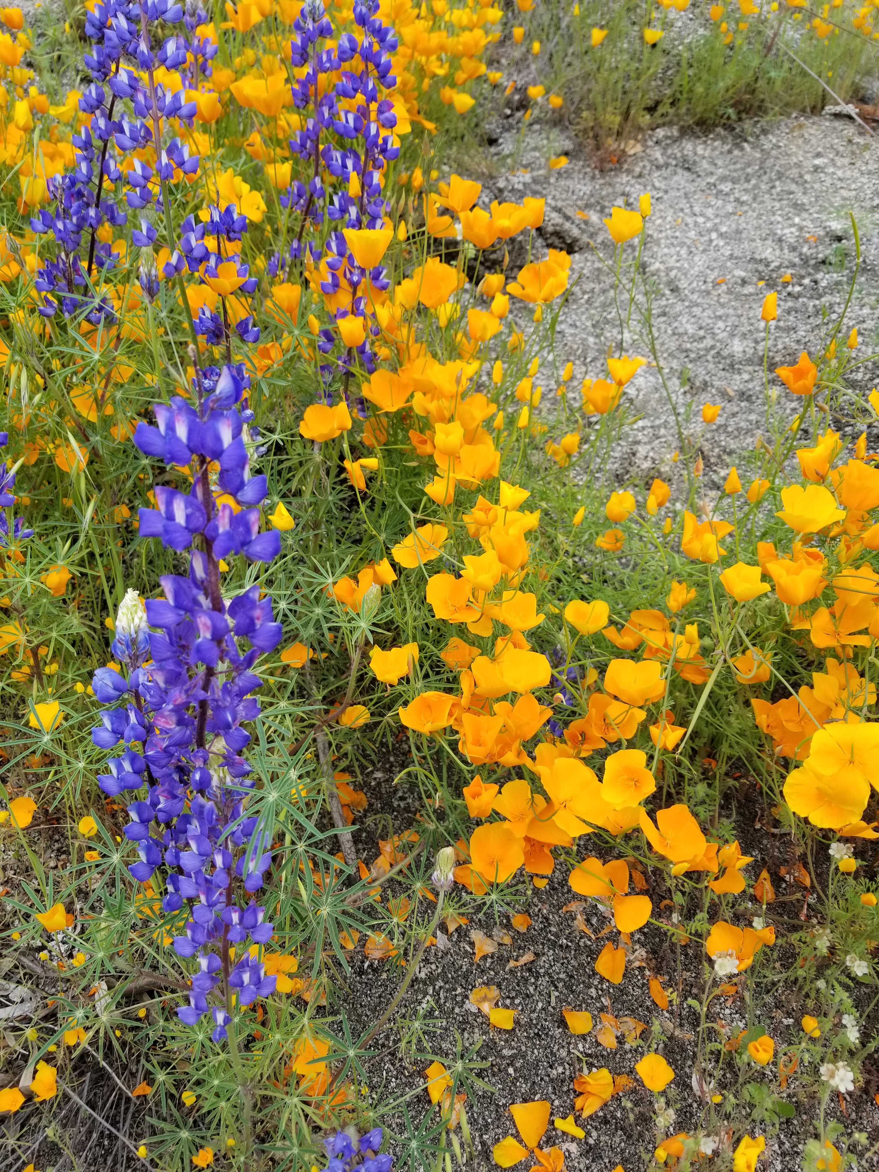 Poppies by the dump