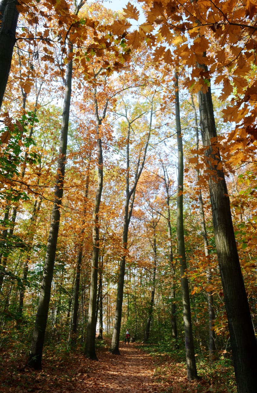 photo of autumn mood forest