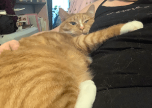 Ginger cat with arm outstretched over human stomach, cuddled under human's arm