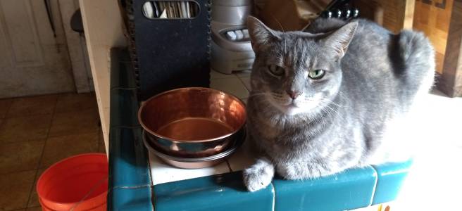 Photo of Sadie Cat looking peeved